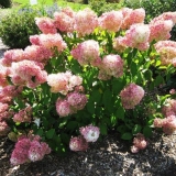 Hydrangea paniculata čarobno slatko ljeto: opis, fotografije i rece...